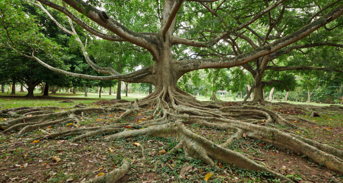 Agility in Uncertainty Scaling your Ecosystem Horizontally